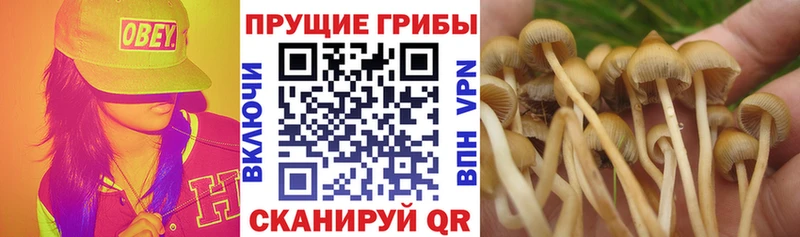 как найти наркотики Белореченск Псилоцибиновые грибы мицелий
